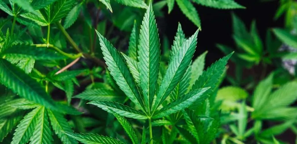 Cannabis POS hardware